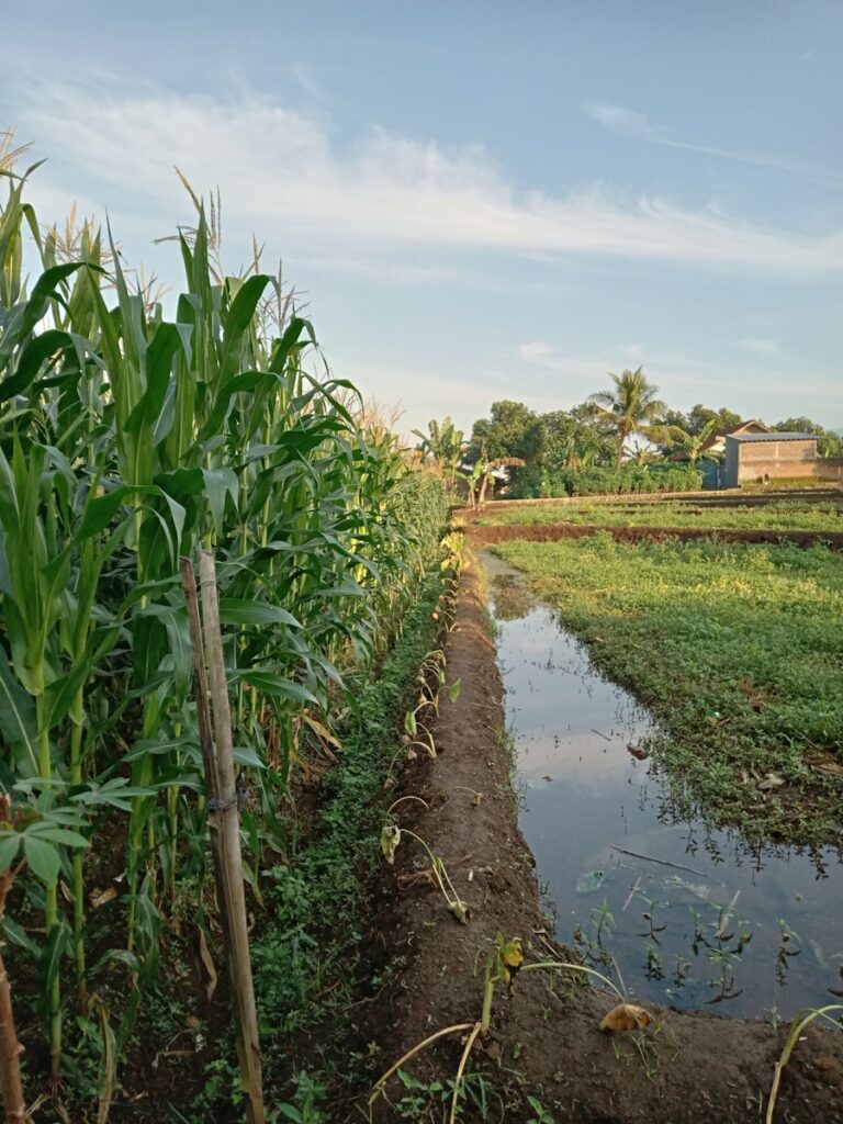 Cum sa construiesti un ecosistem agricol rezilient in fata schimbarilor climatice