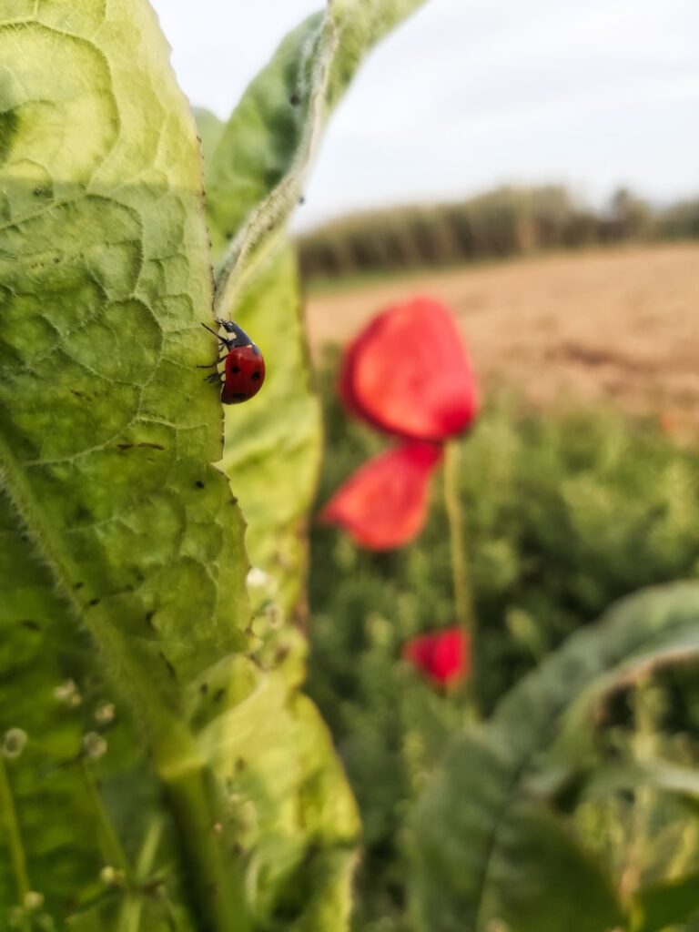 Ghid pentru integrarea polenizatorilor in ecosistemul fermei