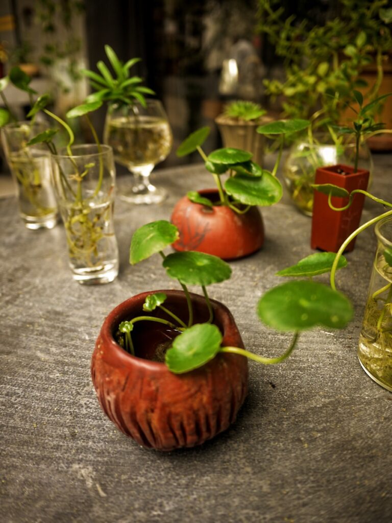 Cum sa organizezi evenimente si petreceri sustenabile