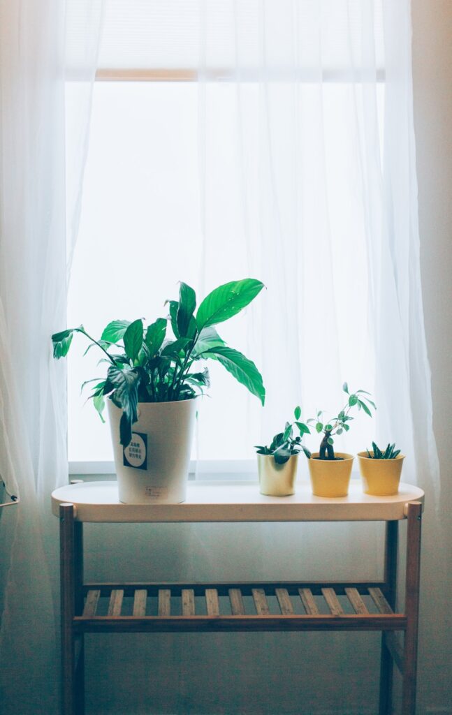 Ghid complet pentru a adopta un stil de viata mai eco in fiecare zi