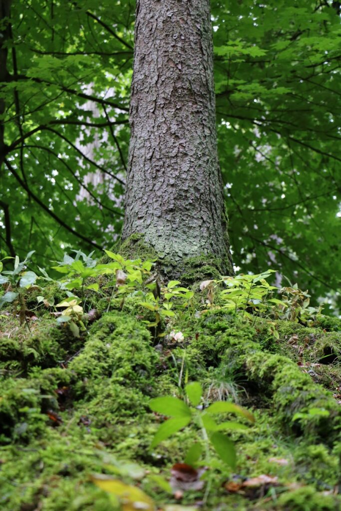 Ghid pentru obtinerea certificarii ecologice pas cu pas