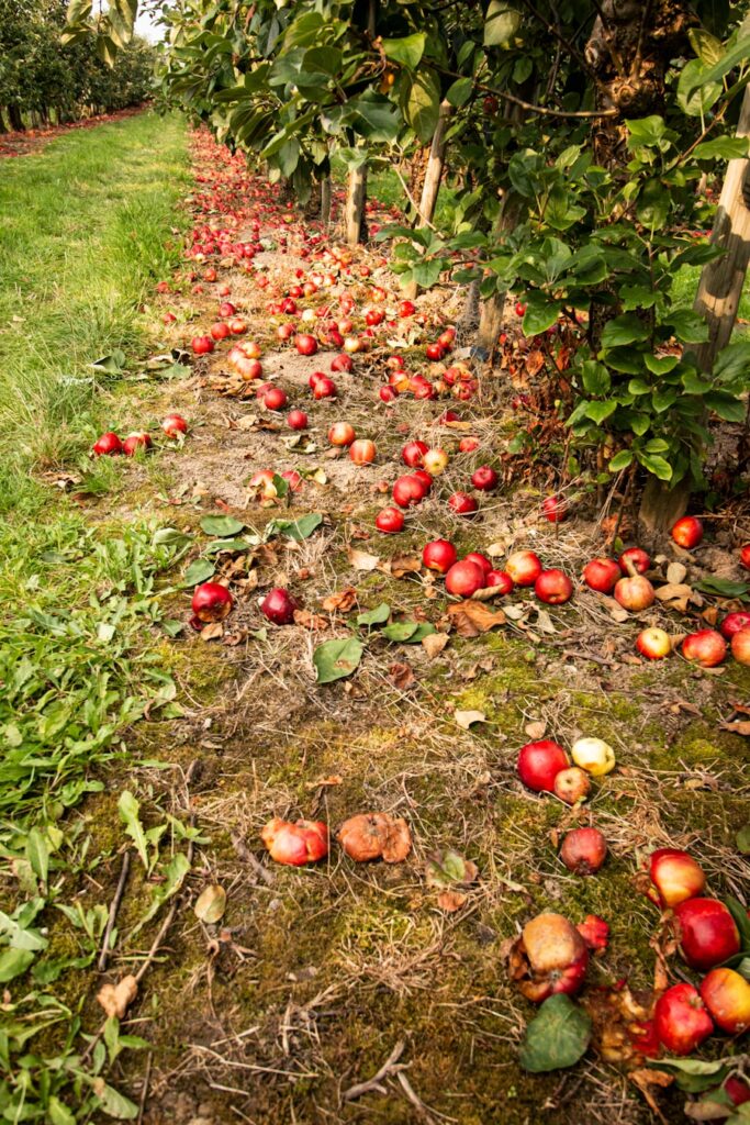 Cum sa inveti din greselile comune in agricultura ecologica