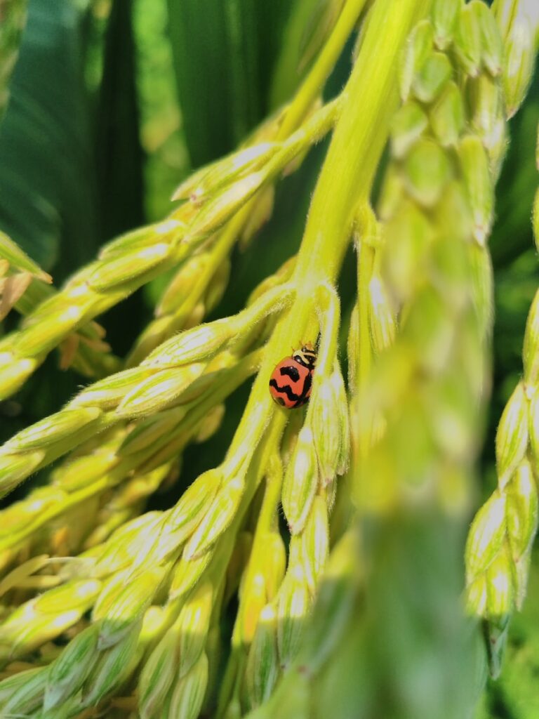 Ghid despre rolul biodiversitatii in sistemele agricole sustenabile