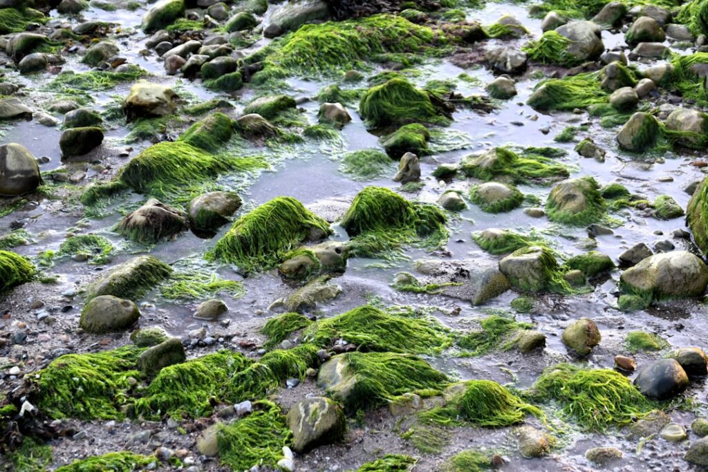 Cum să recunoști Greenwashing-ul: cum ne păcălesc brandurile că sunt verzi