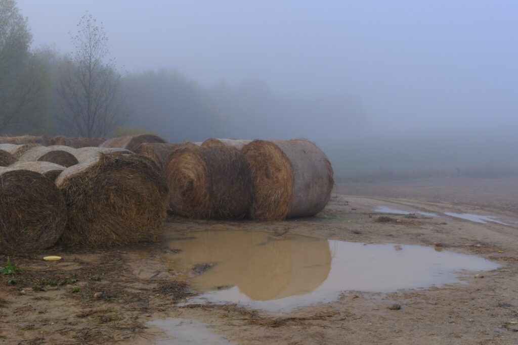 Totul despre colectarea apei de ploaie pentru uz casnic