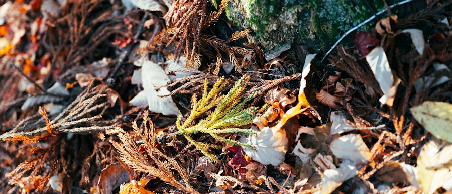composting systems