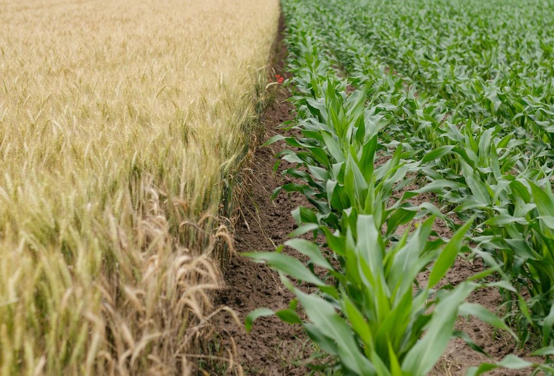 Photo agricultură convențională vs ecologică