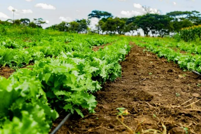 Photo sustainable agriculture practices