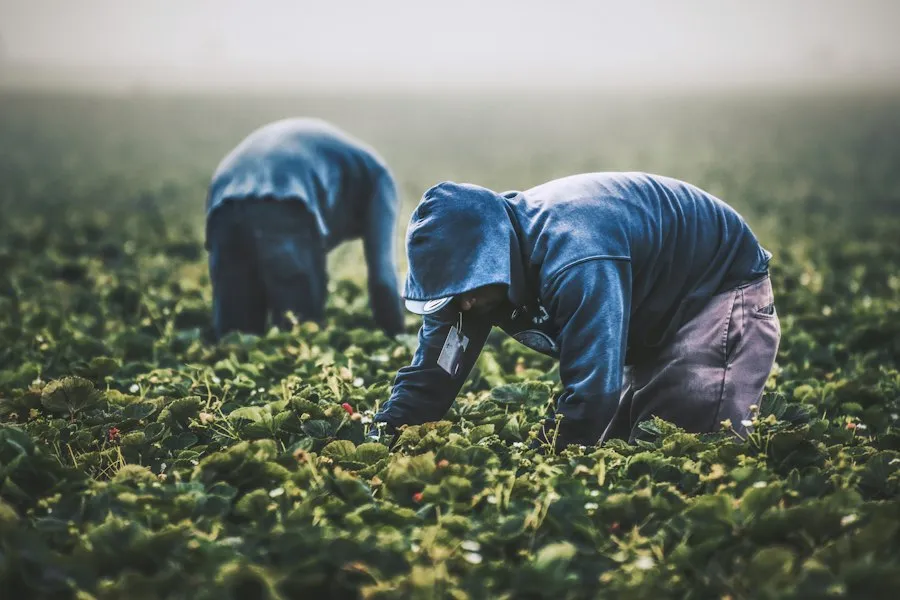 sustainable agriculture practices