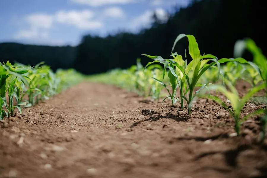 common sustainable agriculture mistakes