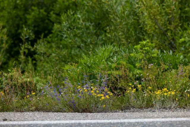 Photo common biodiversity mistakes
