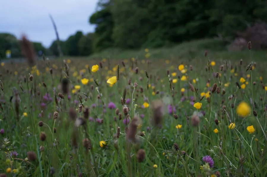 Photo common biodiversity mistakes