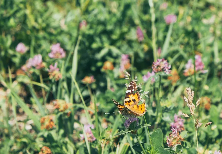 common biodiversity mistakes